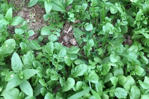 芥菜有哪些品种，分为板叶、散叶、红花和白花荠菜