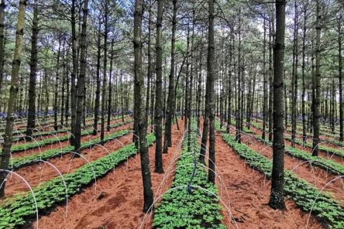 林下种植国家有什么补助政策，不同地区的政策不同