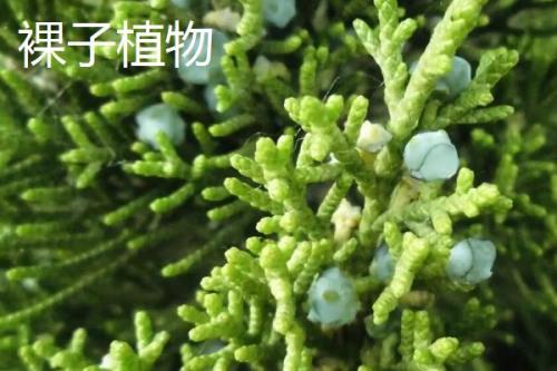 有哪些常见的裸子植物，包括松树、柏树、银杏树等品种