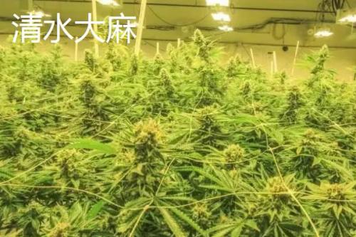 甘肃清水县的特产，清水粉壳蛋是国家农产品地理标志保护产品