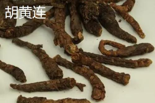 黄连和岩黄连有什么区别，二者的根茎明显不同