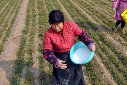 施用微生物肥料注意事项，避免在高温干旱条件下施用