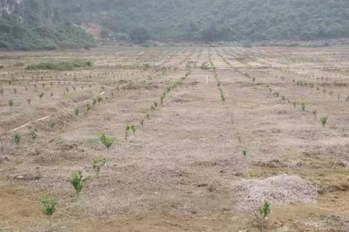 果园土壤板结的原因，土壤质地太粘、有机质含量不足等都有可能导致