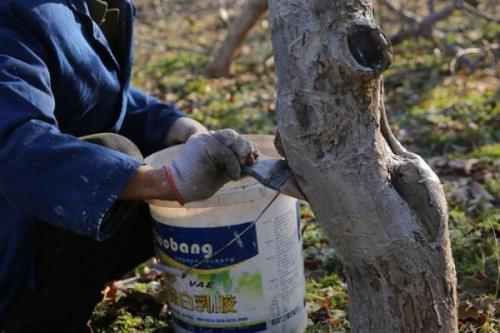 如何预防果树倒春寒，遮盖塑料薄膜可阻挡寒气入侵