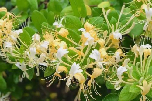 金银花什么时候开花，通常从5月下旬开始开花