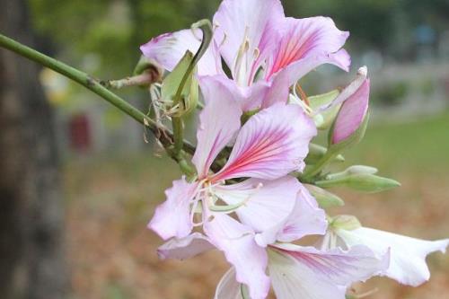 紫荆花的花语，寓意繁荣、壮观、奋进