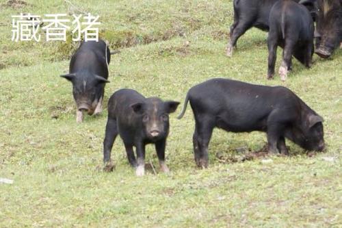 香猪的品种大全，别称迷你猪