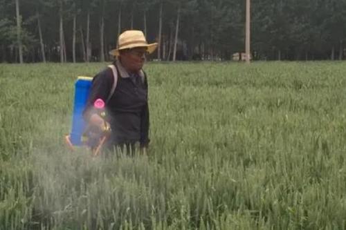 清明节期间小麦需要灌溉吗，清明期间尽可能不要给小麦灌溉