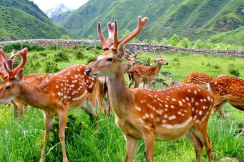 梅花鹿生活在什么地方，主要生活在森林的边缘和山地草原地