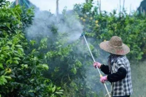 柑橘红蜘蛛危害症状，嫩叶的受害程度最为严重