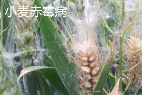 小麦病虫害有哪些及防治方法，常见类型有这8种