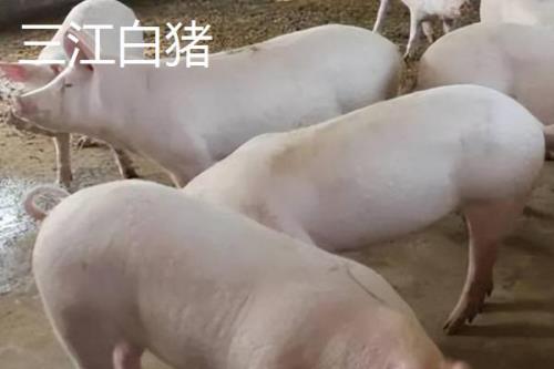 有哪些瘦肉型猪品种，长白猪、大白猪、杜洛克猪均是廋肉型