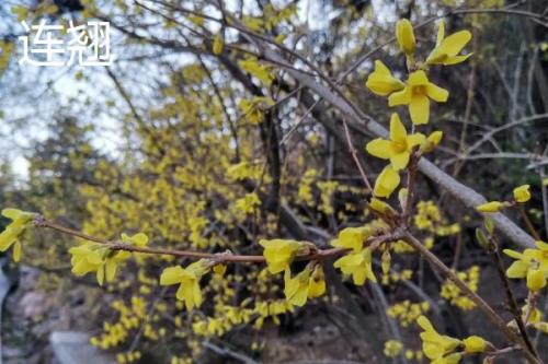 迎春花开放时间，一般在2-3月份开出