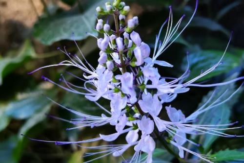 猫须草的养殖方法，生长温度为18-25℃