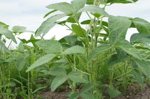 精菽16大豆种子简介，选择中肥力地块种植