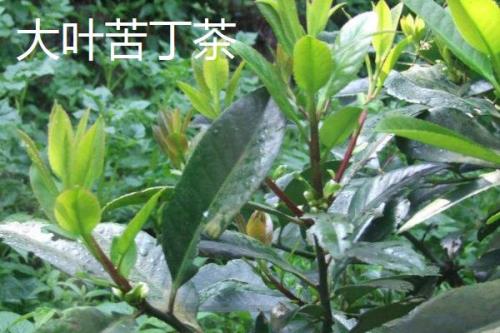 小叶苦丁茶和大叶苦丁茶的区别，产地和口感均不同