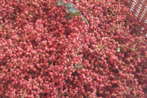 红花椒与青花椒的区别，红花椒辣味重、青花椒麻味重