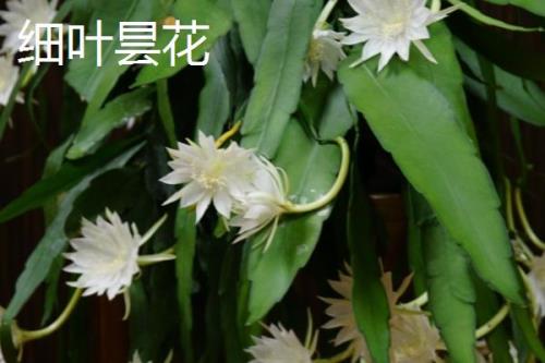 昙花有哪些品种，包括细叶昙花、孔雀昙花、锯齿昙花等种类