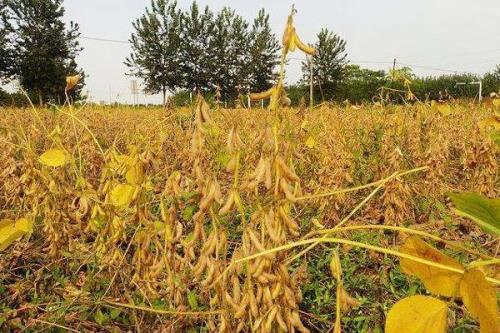 闽豆13号大豆种子特点，注意防治炭疽病