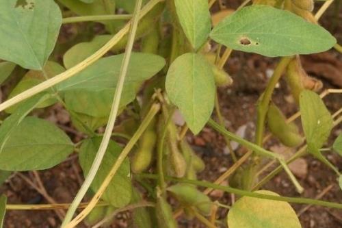 湘鲜秋豆1号大豆品种简介，湖南秋播全生育期76.0天