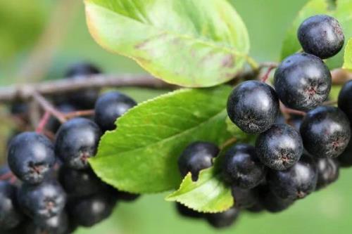 种植野樱莓需要什么环境，年降雨量需达到500毫米