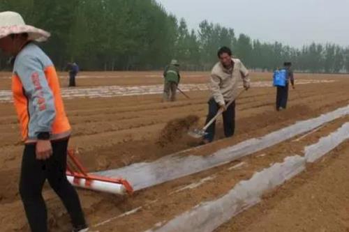 沙土种植花生的方法，选择生育期在110-120天左右的品种