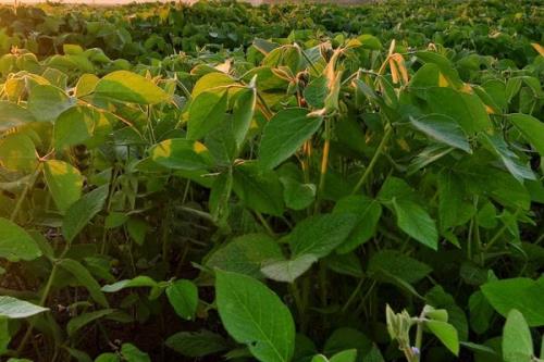 邯豆24大豆种子特点，每隔7~10天防治1次