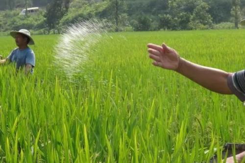 生物钾肥的施用方法，要优先施用于喜钾作物上