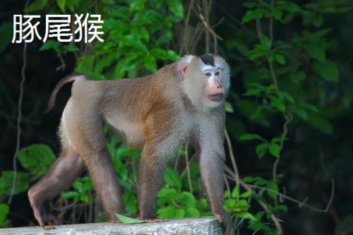 猕猴的种类，各有特点