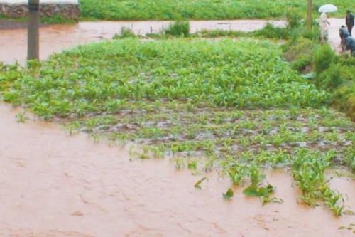 容易受涝的洼地可以种什么，适合种植莲藕、茭白、荸荠等作物