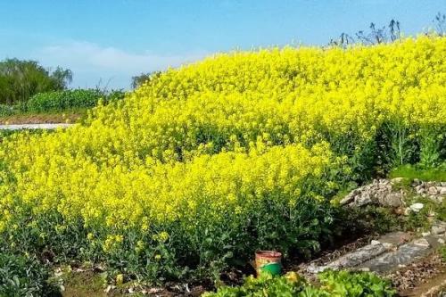 油菜高产技术，移栽前1天要浇透苗床水