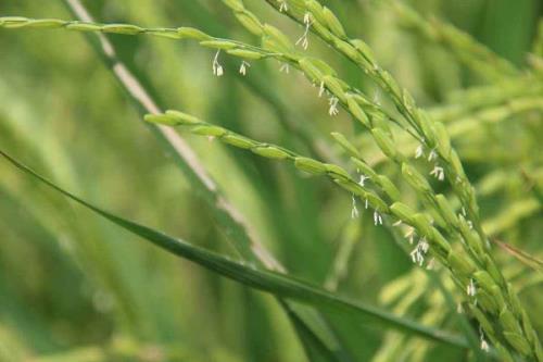 魅两优601水稻种简介，播种前宜用咪鲜胺浸种