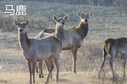 梅花鹿生活在什么地方，主要生活在森林的边缘和山地草原地