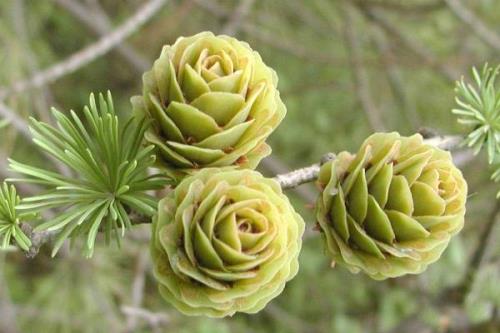 有哪些常见的裸子植物，包括松树、柏树、银杏树等品种