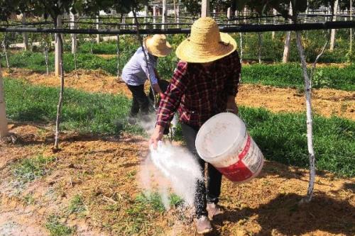 施用微生物肥料注意事项，避免在高温干旱条件下施用