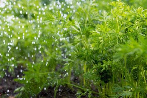 胡萝卜如何浇水，不同生长期的浇水方法不同