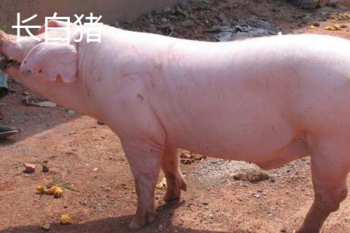 有哪些瘦肉型猪品种，长白猪、大白猪、杜洛克猪均是廋肉型