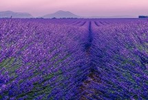 薰衣草种子怎么处理 播种前需放在清水中浸种