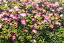 合欢花与含羞草有什么区别 合欢花是乔木、含羞草是草本植物或亚灌木