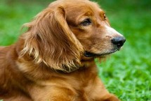 金毛犬和拉布拉多的区别 从外观、性情、服从性、运动量都不同