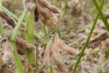 适合北京种植的大豆品种 常见这6种