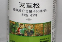 高粱地里苗后除草剂都有哪些 常见的有麦草畏、辛酰溴苯腈等