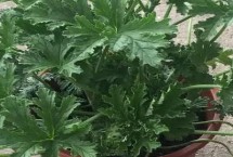 驱蚊草介绍 属于牻牛儿苗科、香叶天竺葵种植物