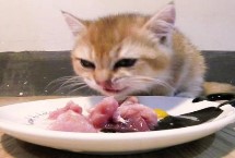 猫咪能吃生肉吗 能吃但要注意喂食次数