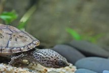 麝香龟喂什么好 动物性、植物性和合成饲料均可