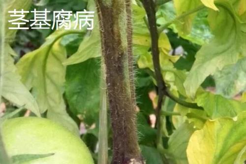 番茄青枯病、枯萎病、茎基腐病的区别，发病规律和症状均不同