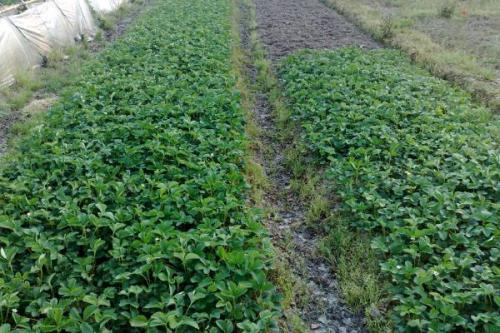 温室草莓种植及施肥方法，种植期间要控制好温湿度