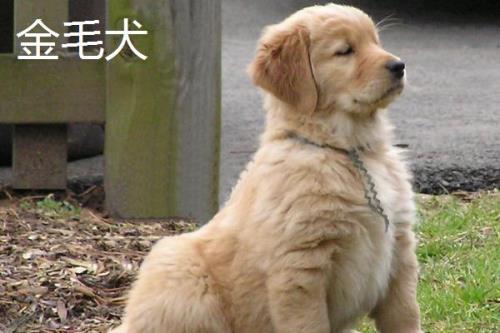 金毛犬和拉布拉多的区别，从外观、性情、服从性、运动量都不同