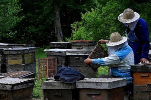 新手怎么养好蜜蜂，需掌握蜜蜂习性、备足养蜂工具