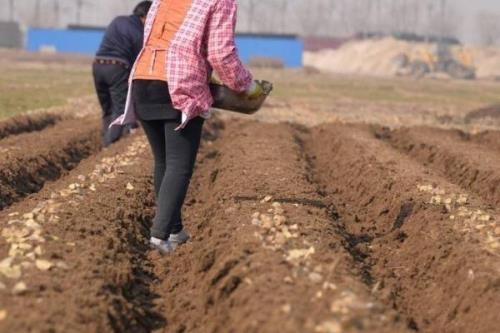 在水里怎么种植土豆，先将土豆进行一定的处理催化